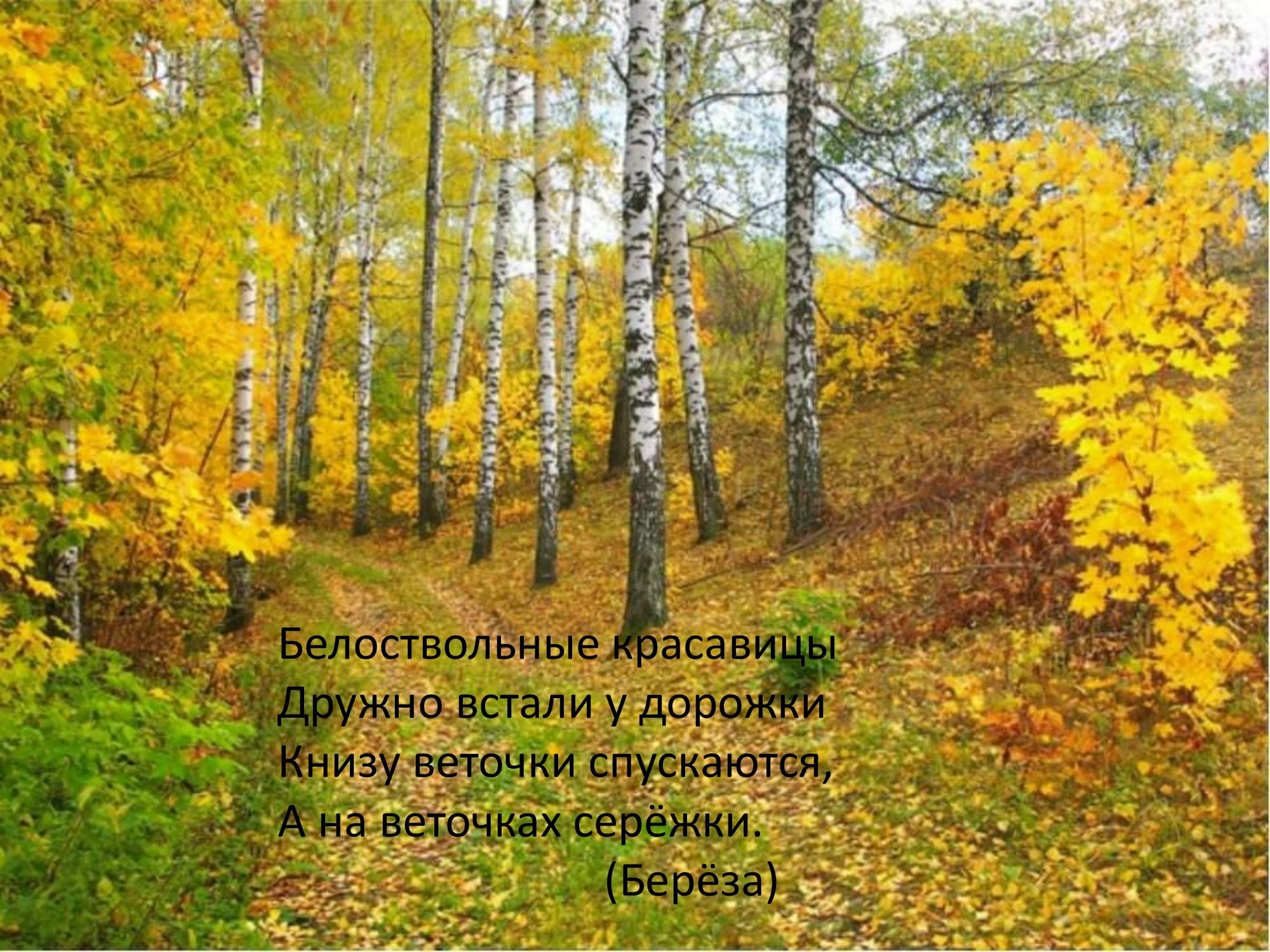 Фрагмент осени. Золотая осень. Золотая осень в лесу. Золотая осень картинки. Осень листопад.